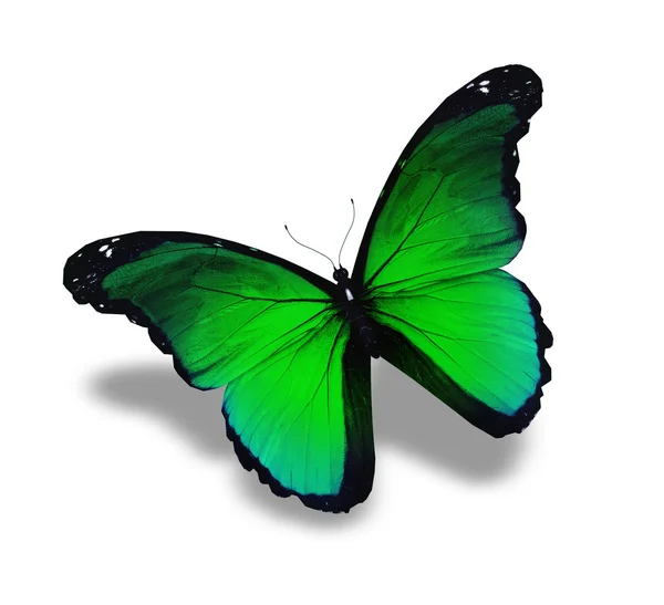 Farfalla verde volante, isolata su bianco — Foto Stock