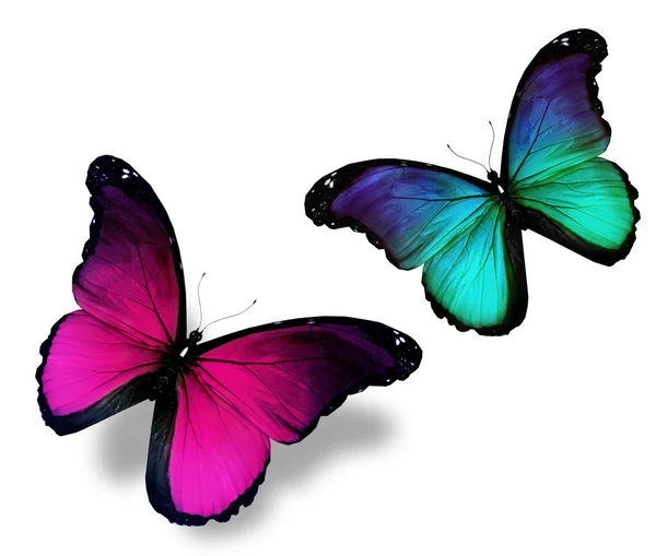 Beyaz zemin üzerine iki kelebek — Stok fotoğraf