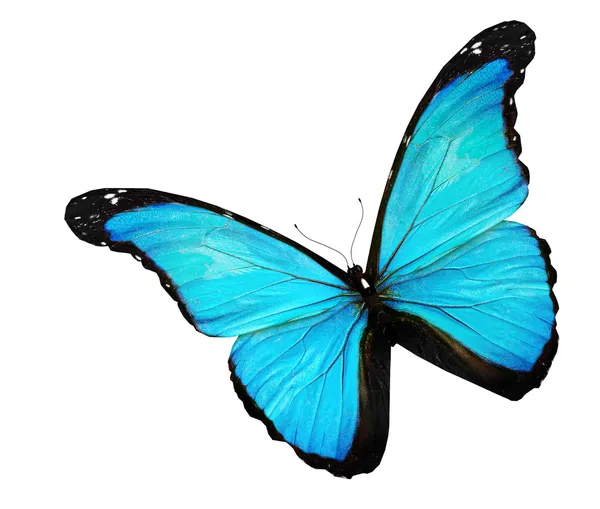 Niebieski motyl na białym tle — Zdjęcie stockowe