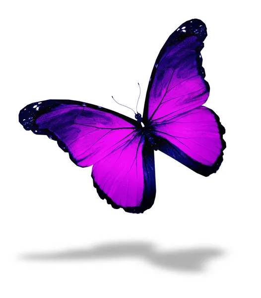 Farfalla viola, isolata su bianco — Foto Stock