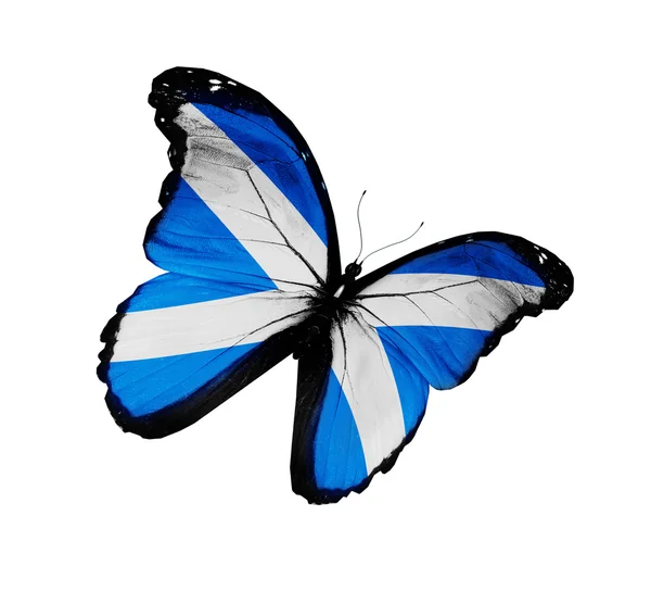 Bandeira escocesa borboleta voando, isolado no fundo branco — Fotografia de Stock