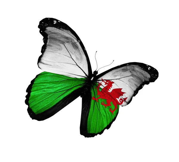 Wales flag butterfly flying, isolated on white background — Stok Foto