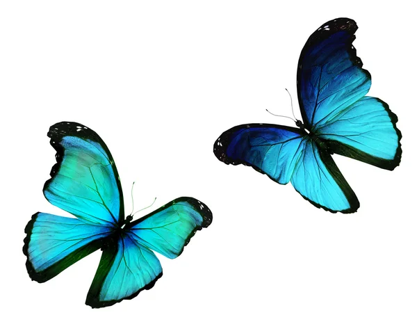 Dwa motyle morpho blue latający na białym tle na białym tle — Zdjęcie stockowe