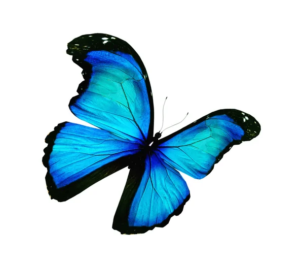 Morfo turkuaz kelebek, üzerinde beyaz izole — Stok fotoğraf