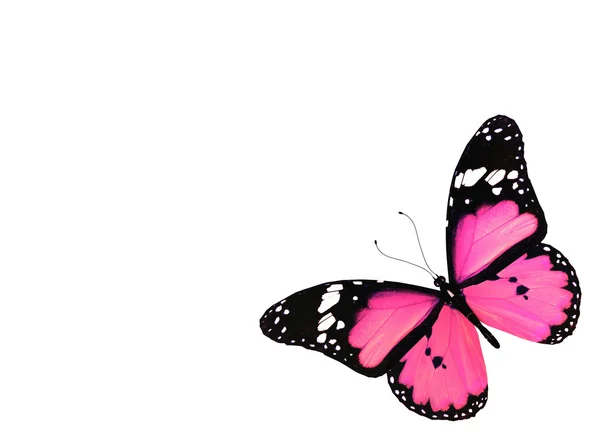 Papillon rose volant, isolé sur blanc — Photo
