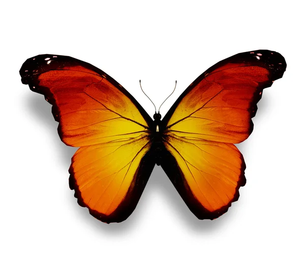Gelber Schmetterling, isoliert auf weiß — Stockfoto