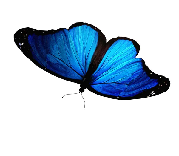 Papillon bleu sur fond blanc — Photo