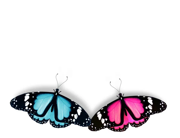 Beyaz izole, pembe ve mavi kelebek — Stok fotoğraf