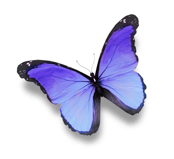 Синій метелик на білому тлі — стокове фото