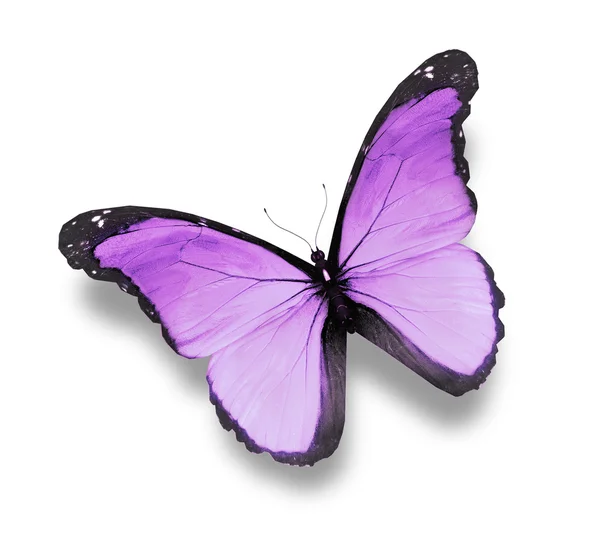 Фиолетовая бабочка на белом фоне — стоковое фото
