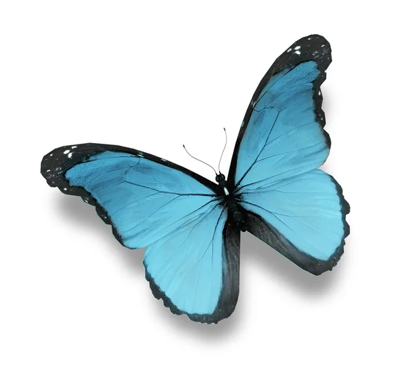 Niebieski motyl na białym tle — Zdjęcie stockowe