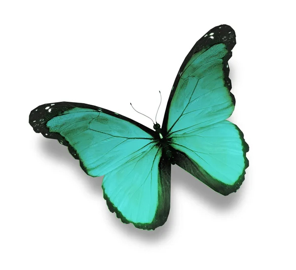 Beyaz zemin üzerinde turkuaz kelebek — Stok fotoğraf