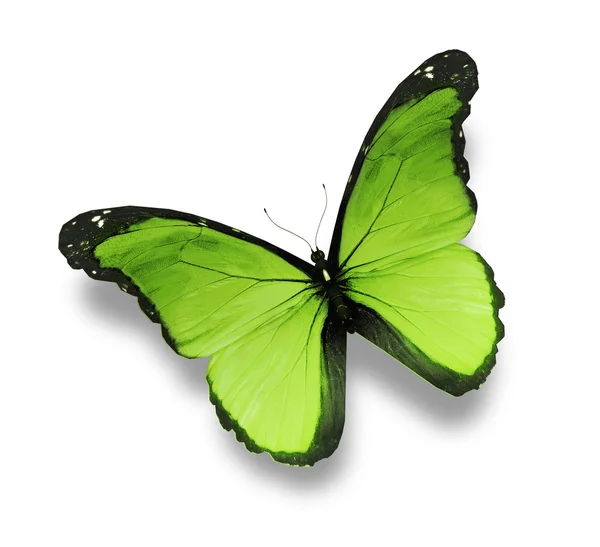 Grüner Schmetterling auf weißem Hintergrund — Stockfoto