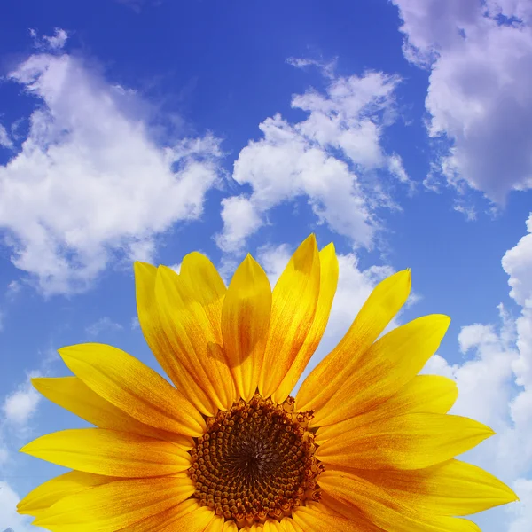 蓝蓝的天空向日葵背景 — 图库照片