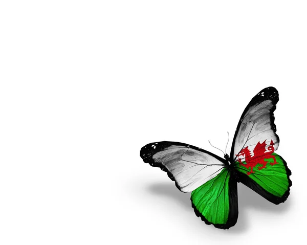 Флаг Уэльса бабочка, изолированные на белом фоне — стоковое фото