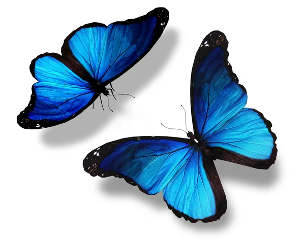 Δύο μπλε πεταλούδες, που απομονώνονται σε λευκό φόντο, η έννοια της m — Φωτογραφία Αρχείου