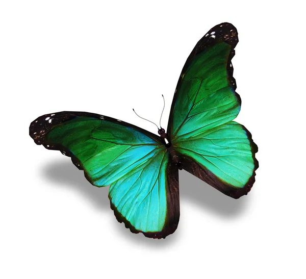 Farfalla turchese su sfondo bianco — Foto Stock