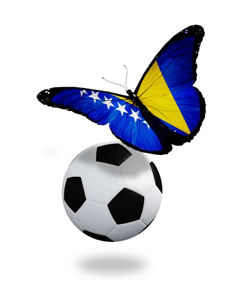 Conceito - borboleta com bandeira da Bósnia Herzegovina voando perto do — Fotografia de Stock