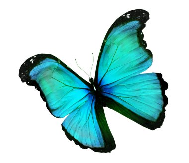 Morfo turkuaz kelebek, üzerinde beyaz izole