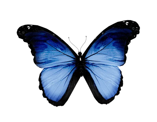 Grunge blå fjäril, isolerad på vit — Stockfoto
