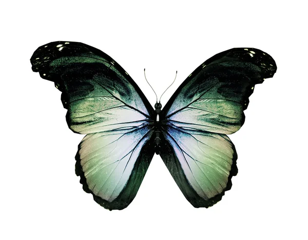 Grunge farfalla verde volante, isolato su bianco — Foto Stock