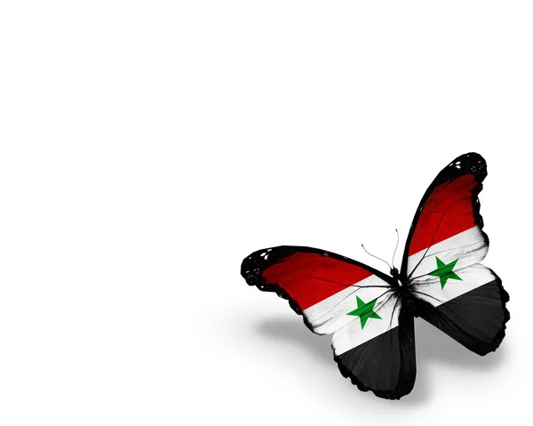 Farfalla bandiera siriana, isolata su sfondo bianco — Foto Stock