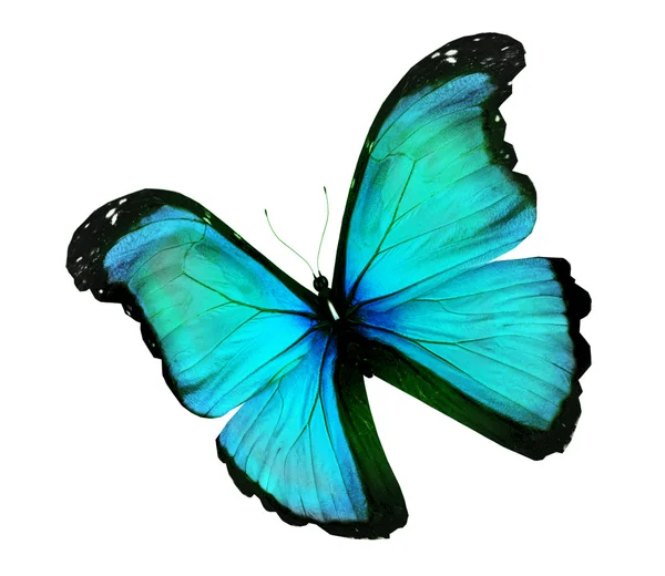 ターコイズ モルフォ蝶、白で隔離されます。 — ストック写真