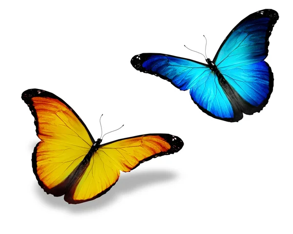 Две сине-желтые бабочки, изолированные на белой — стоковое фото