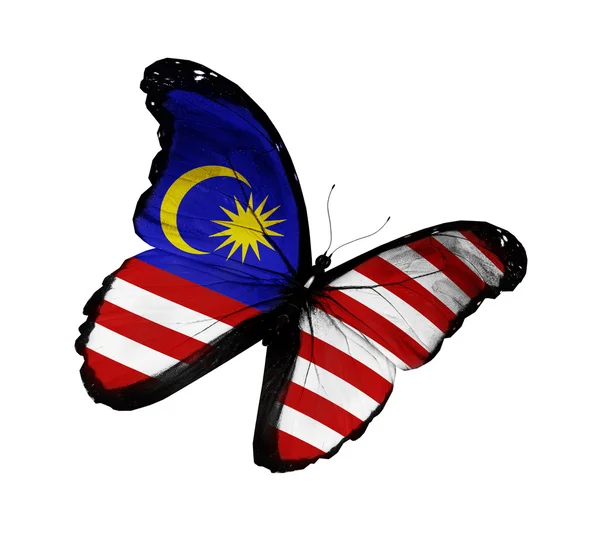Malaysian flag butterfly flying, isolated on white background — Stock Photo, Image
