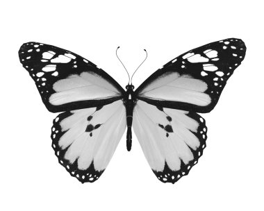 Beyaz arka plan üzerinde izole gri kelebek