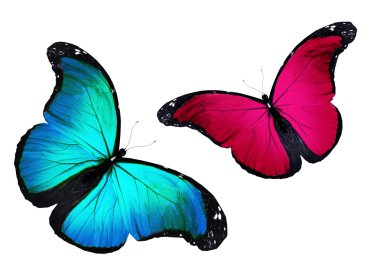 iki kelebek uçuyor, izole üzerinde beyaz