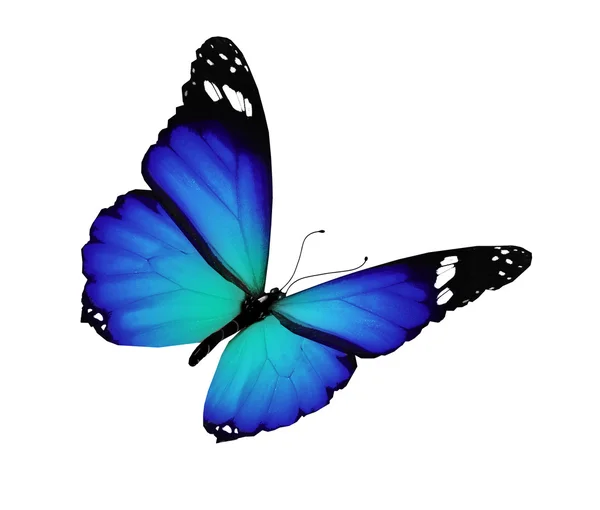 Blauwe vlinder, geïsoleerd op witte achtergrond — Stockfoto