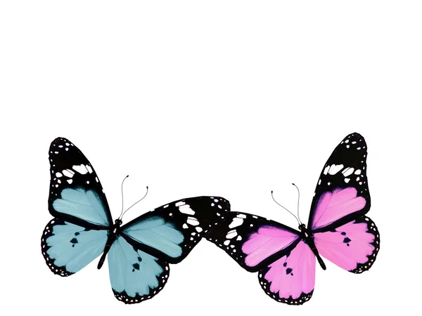 Розовая и голубая бабочка, изолированная на белом — стоковое фото