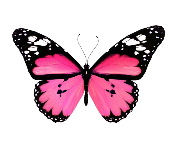 핑크 나비, 흰색 배경에 고립 — 스톡 사진