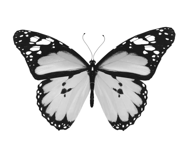 Сірий метелик, ізольований на білому тлі — стокове фото