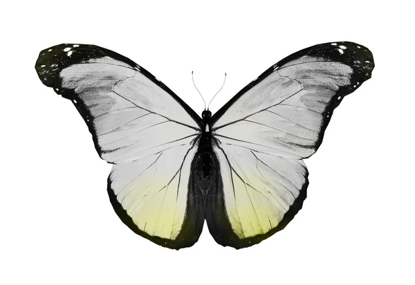 Летит белая бабочка, изолированная на белом фоне — стоковое фото