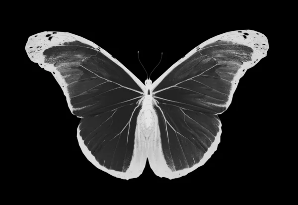 Papillon nocturne volant, isolé sur fond noir — Photo