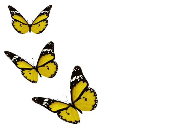 Üç sarı turuncu kelebekler, üzerinde beyaz izole — Stok fotoğraf
