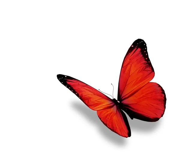 Fluture roșu, izolat pe fundal alb — Fotografie, imagine de stoc