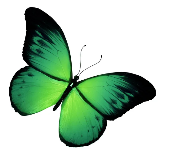 Zelený motýl, izolovaných na bílém pozadí — Stock fotografie