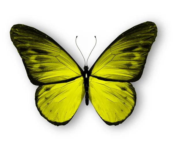Žlutý motýl, izolovaných na bílém pozadí — Stock fotografie