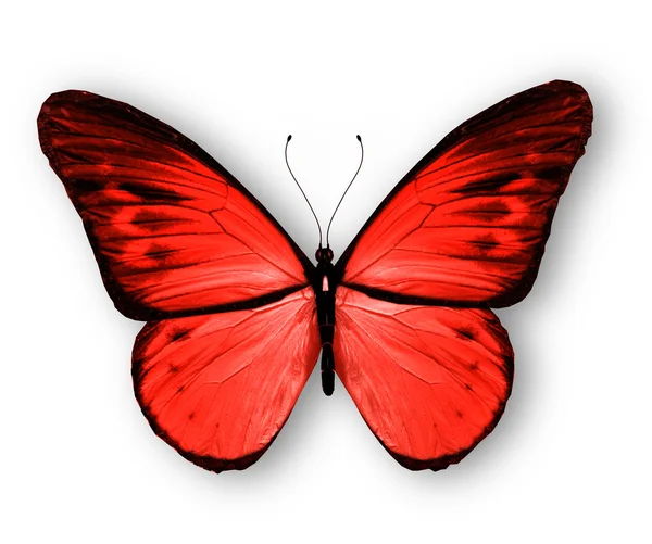 Beyaz arka plan üzerinde izole kırmızı kelebek — Stok fotoğraf