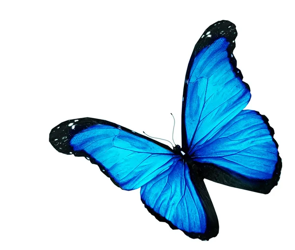 Μπλε πεταλούδα σε λευκό φόντο — Φωτογραφία Αρχείου