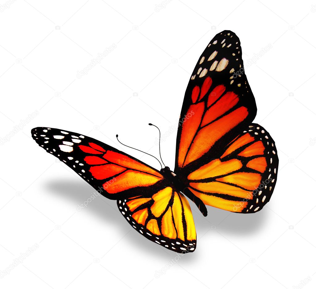 Yellow-orange butterfly, isolated on white background