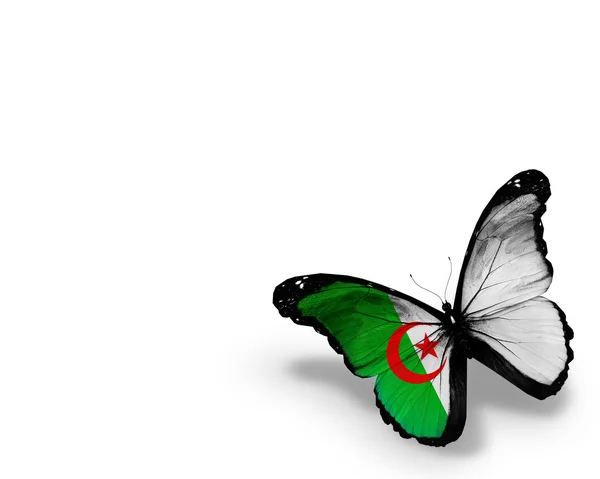 Flaga Algierii motyl na białym tle — Zdjęcie stockowe