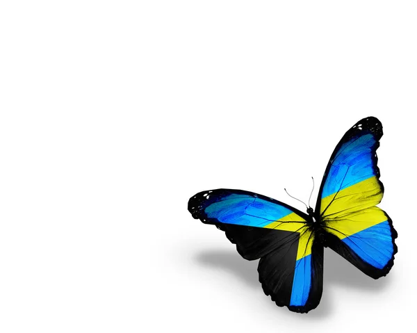 Bahamian flag butterfly, isolated on white background — Stock Photo, Image