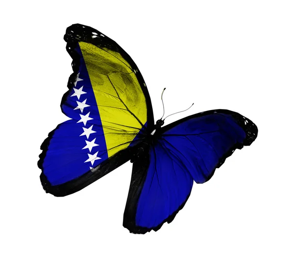 Bosnia and Herzegovina flag butterfly flying, isolated on white — Stock Photo, Image