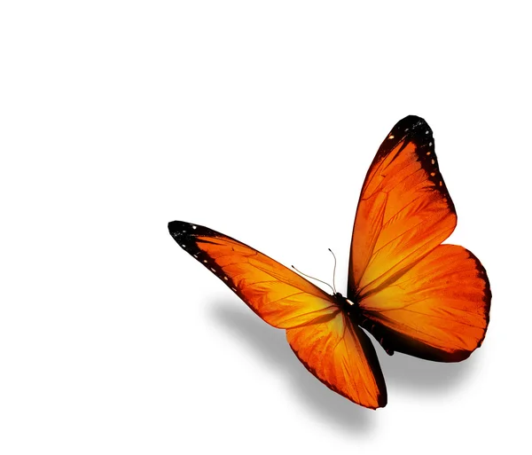 Mariposa naranja, aislada sobre fondo blanco — Foto de Stock