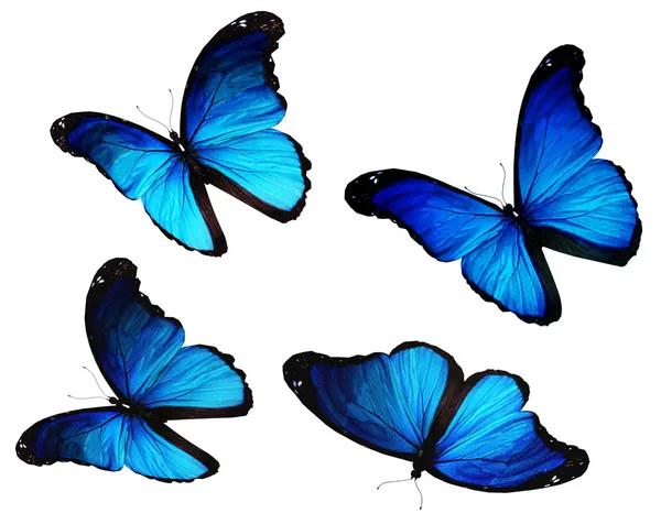 Quatro borboletas azuis morpho voando, isolado em backgroun branco — Fotografia de Stock