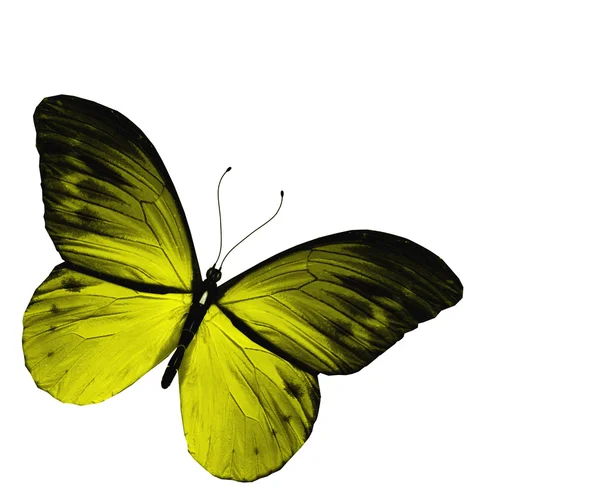 Желтая бабочка, изолированная на белом фоне — стоковое фото